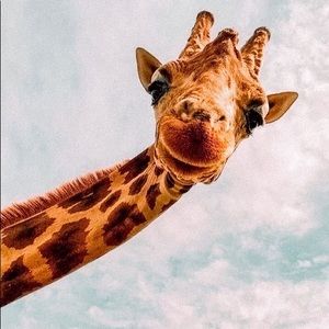 Meet your Posher, Casey